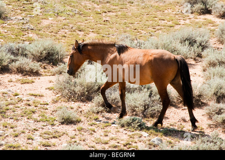 kostenlose Roaming-Mustangs in der Pryor Wildpferd Bergkette in Wyoming Stockfoto