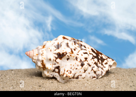 Eine einsame Muschel auf dem Sand mit einem strahlend blauen Himmel und geschwollene weiße Wolken. Stockfoto