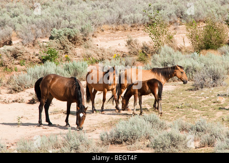 kostenlose Roaming-Mustangs in der Pryor Wildpferd Bergkette in Wyoming Stockfoto