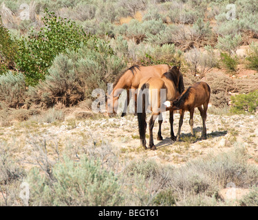 kostenlose Roaming-Mustangs in der Pryor Wildpferd Bergkette in Wyoming Stockfoto