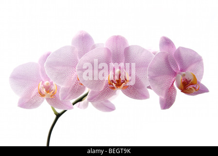 Rosa Orchidee isoliert auf weißem Hintergrund Stockfoto