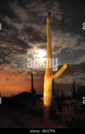 Saguaro Kaktus (Carnegiea Gigantea) überragen Saguaro National Park West in der Sonora-Wüste in Tucson, Arizona, USA. Stockfoto