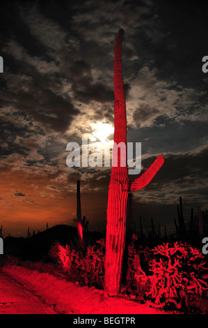 Saguaro Kaktus (Carnegiea Gigantea) überragen Saguaro National Park West in der Sonora-Wüste in Tucson, Arizona, USA. Stockfoto