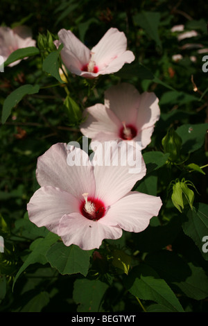 Crimson-eyed Rosemallow Blume Stockfoto