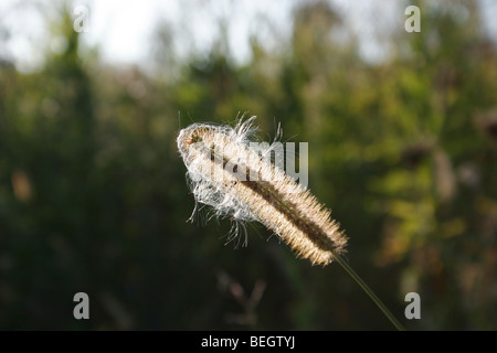 Green Foxtail Grass in Wiese hinterleuchtete mit Nachmittagssonne Stockfoto