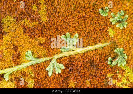 Alpine Bärlappen, Lycopodium Alpinum, wachsen über einen Teppich von Sphagnum Moos in einem Moor auf dem Hochplateau Cairngorm Stockfoto