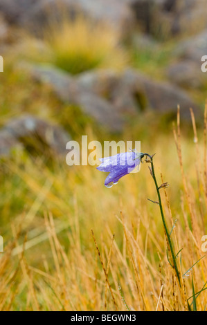 Gemeinsamen Glockenblume oder "schottischen Bluebell', Campanula Rotundifolia, im Frühherbst, Cairngorms Hirsch Gras wachsen Stockfoto