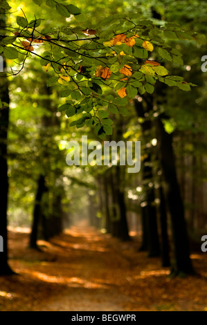 Herbstliche Scenic eines Waldes in den Niederlanden Stockfoto