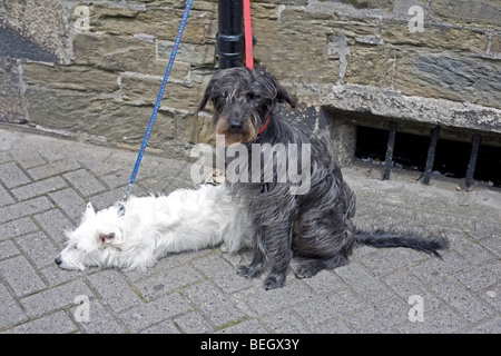 Hunde Meister einkaufen gegangen Stockfoto