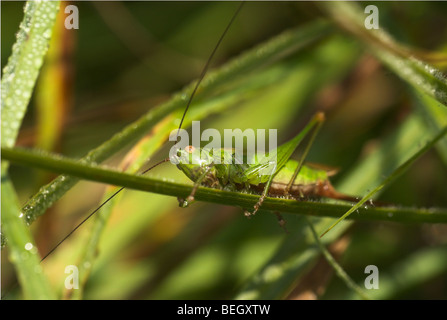 Lange-Winged Kegel Kopf (Conocephalus verfärben) - Bush-Cricket. Stockfoto