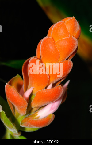 Schöne orange Blume von der Aphelandra Sinclairiana, auch bekannt als Orange Garnelen Pflanzen, Korallen Aphelandra, Panama Queen. Stockfoto