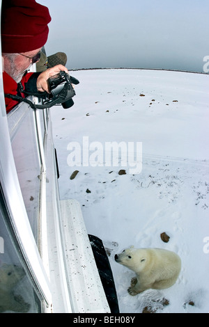 Mann fotografiert Eisbär vom Fenster des Tundra Buddy außerhalb von Churchill, Manitoba, Kanada. Stockfoto