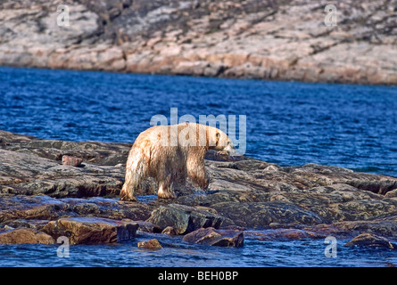 Eisbär Spaziergänge entlang der felsigen Küste der Wager Bay, einer Bucht am nördlichsten Rand der westlichen Küste der Hudson Bay, Nunavut, Stockfoto