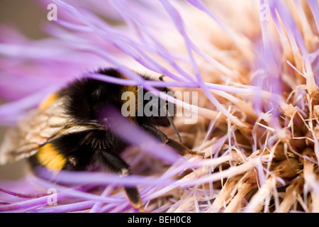 So gut besucht wie eine Hummel. Buff tailed Bumble Bee sammeln Pollen tief im Inneren eine Artischocke Blüte Kopf Stockfoto