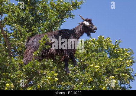 Ziege in Arganbaum Tiout Marokko Stockfoto