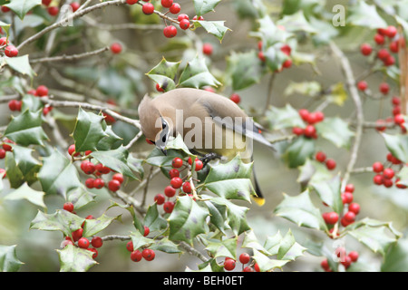 Zeder Seidenschwanz thront in amerikanische Stechpalme mit Beeren Stockfoto