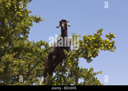 Ziege in Arganbaum Tiout Marokko Stockfoto