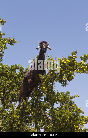Ziege in Arganbaum Tiout Marokko Stockfoto