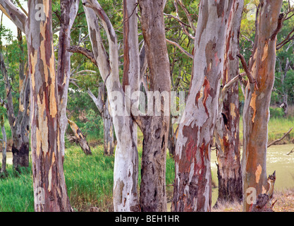 River rot Zahnfleisch, Murray Riverland, South Australia Stockfoto