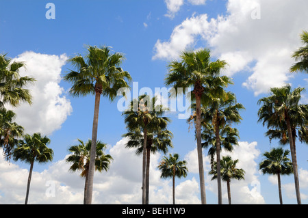 Palmen über einen blauen Himmel mit Wolken Stockfoto