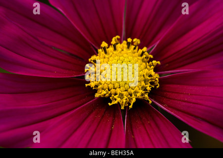 Vollkommenheit. Lebendige, Magenta Cosmos Blume mit brillant gold Zentrum Stockfoto