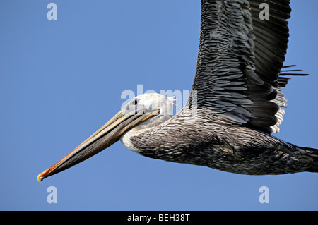 Brauner Pelikan (Pelecanus occidentalis) im Flug, die Flügel erstreckten sich gegen einen klaren blauen Himmel, mit detailliertem Gefieder und langem Schuft im Profil. Stockfoto