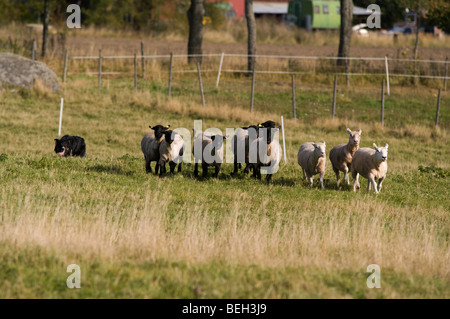 auf die Weide Stockfoto