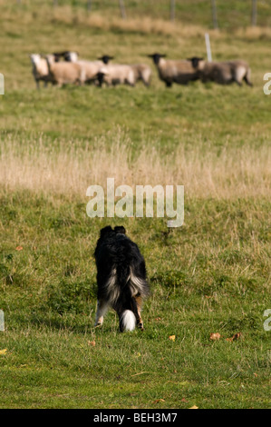 Schäferhund in Bewegung Stockfoto