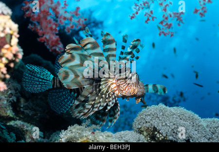 Feuerfische, Pterois Miles, Safaga, Rotes Meer, Ägypten Stockfoto