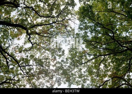 Sommer Himmel dringt durch die alten Äste und Laub von Eichen in den alten Wald Sydenham Wood Stockfoto