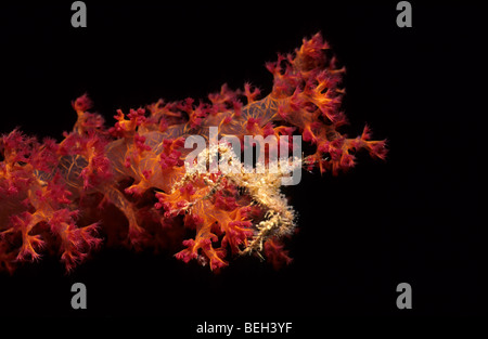 Stachelige Seespinnen in weichen Korallen, Achaeus Spinosus, Manado, Sulawesi, Indonesien Stockfoto