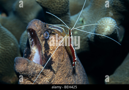 Weiß gebändert Putzergarnelen Handtucher gelb Margin Moray Lysmata Amboinensis Gymnothorax Christmas Island Australien Stockfoto