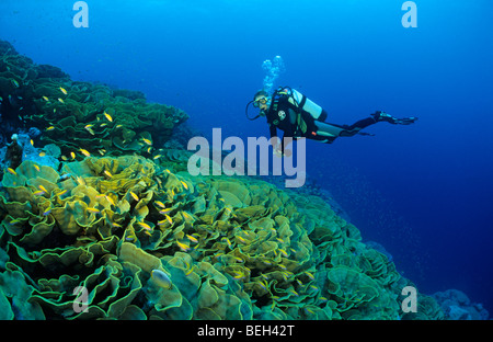 Kohl-Korallen und Taucher, Turbinaria Reniformis, Cocos-Keeling-Inseln, Australien Stockfoto