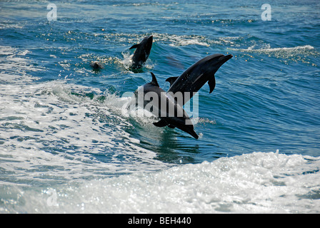 Springende Delphine, Stenella Longirostris, Playas del Coco, costarica Stockfoto