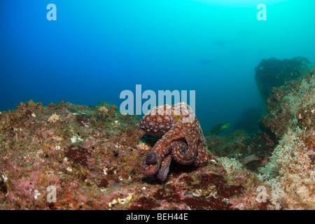 Tag Ocptous, Octopus Cyanea, Playas del Coco, Costa Rica Stockfoto