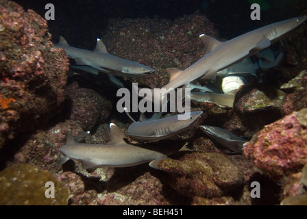 Weißspitzen-Riffhaie jagen in der Nacht, Triaenodon Obesus, Cocos Island, Costa Rica Stockfoto