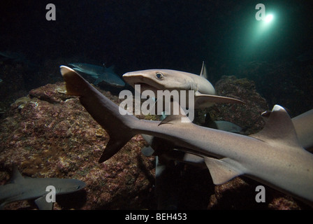 Weißspitzen-Riffhaie jagen in der Nacht, Triaenodon Obesus, Cocos Island, Costa Rica Stockfoto