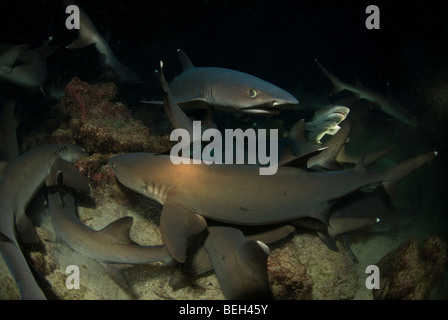 Weißspitzen-Riffhaie jagen in der Nacht, Triaenodon Obesus, Cocos Island, Costa Rica Stockfoto