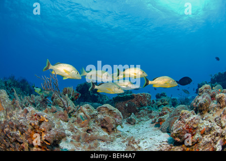 Halten Grunzen über Riff, Haemulon Sciurus, Cozumel, Karibik, Mexiko Stockfoto