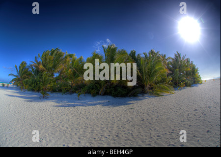 Kokospalme auf Aitutaki Atoll, Aitutaki Atoll, Cook-Inseln Stockfoto