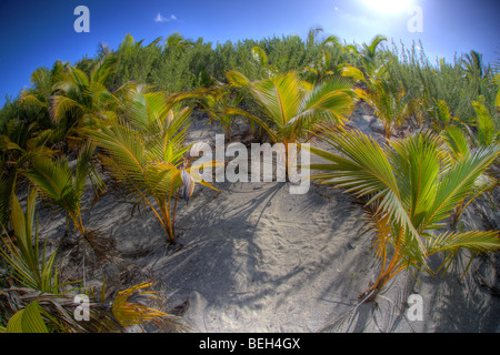 Kokospalme auf Aitutaki Atoll, Aitutaki Atoll, Cook-Inseln Stockfoto