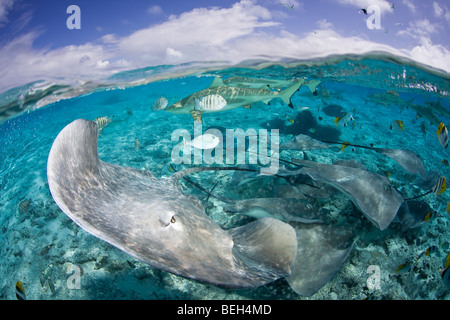 Südlichen Stingray und Schwarzspitzen-Riffhaie, Dasyatis Americana, Bora Bora, Französisch-Polynesien Stockfoto