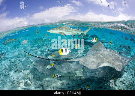 Südlichen Stingray und Schwarzspitzen-Riffhaie, Dasyatis Americana, Bora Bora, Französisch-Polynesien Stockfoto