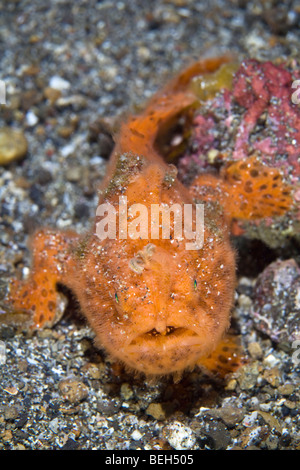 Orange gestreiften Anglerfisch, Antennarius Striatus, Sulawesi, Lembeh Strait, Indonesien Stockfoto