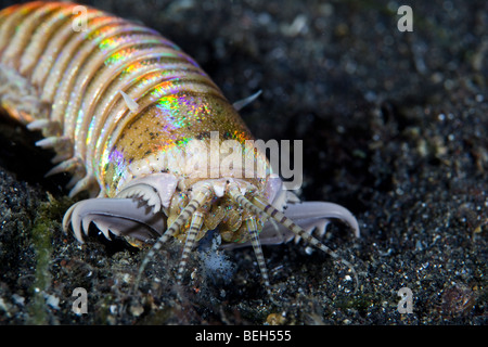 Bobbit Wurm, Eunice Aphroditois, Sulawesi, Lembeh Strait, Indonesien