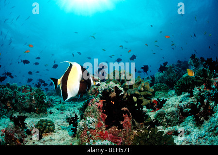 Maurische Idol im Korallenriff, Zanclus in Nord Ari Atoll, Malediven Stockfoto