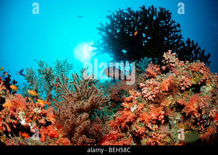 Bunte Korallenriff, Nord Ari Atoll, Malediven Stockfoto