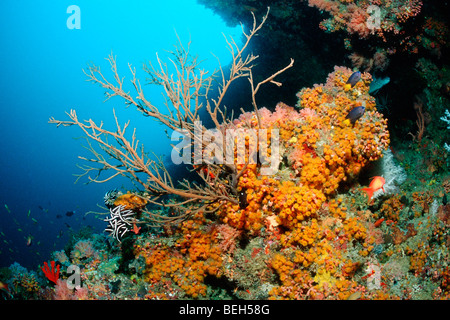 Bunte Korallenriff, Nord Ari Atoll, Malediven Stockfoto