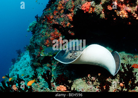 Blackspotted Stingray, Taeniura Meyeni, Nord Ari Atoll, Malediven Stockfoto