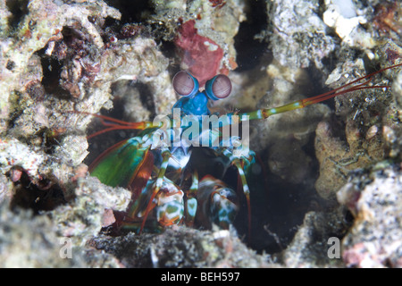 Fangschreckenkrebse, Odontodactylus Scyllarus, Sulawesi, Lembeh Strait, Indonesien Stockfoto